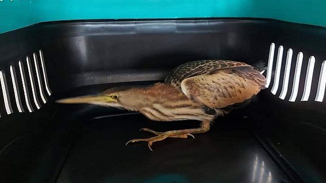 Nesli tükendi denilen kuş Akhisar'da ortaya çıktı