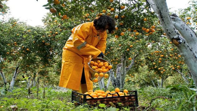 Bodrum Mandalina hasatı başladı