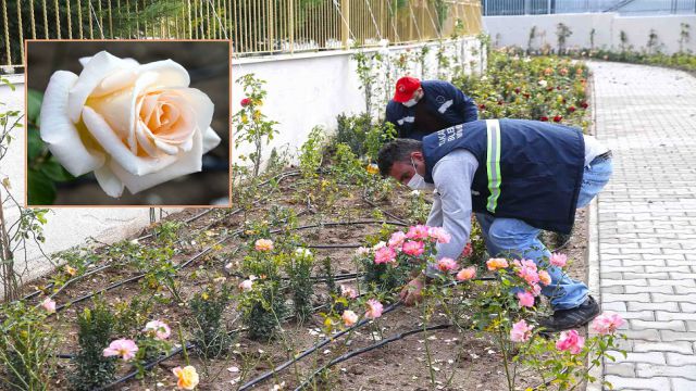 Karşıyaka’ya yeni gül bahçesi