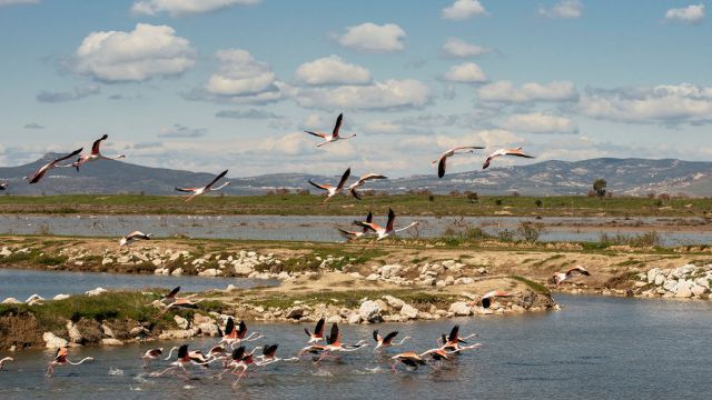 Gediz Deltası’nda Kuş Göçü İzleme Programı başladı