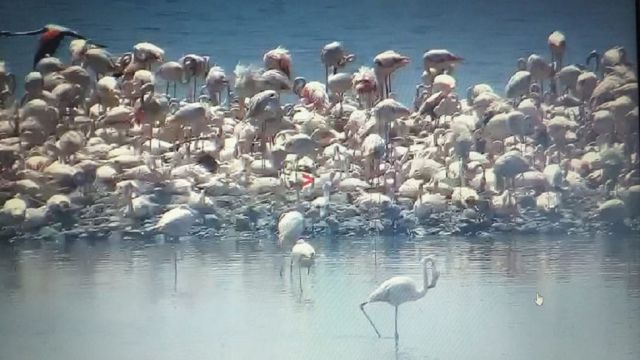 15 bin filamingo yavrusunun doğadaki ilk yürüyüşü