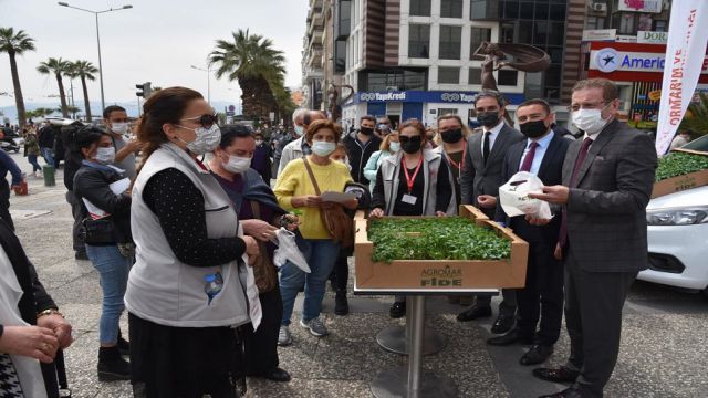 Ücretsiz yerli domates fidesi dağıtılacak