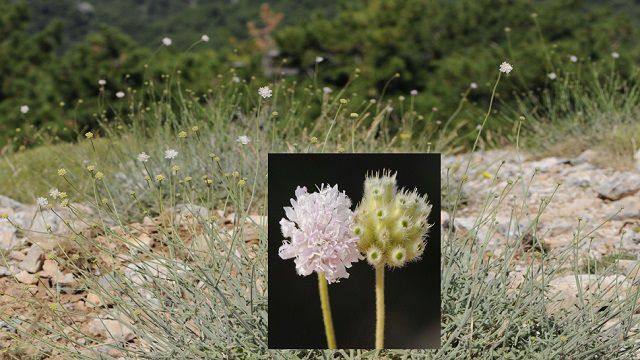 İzmir'de Efe çenberi isminde yeni bir bitki türü keşfedildi