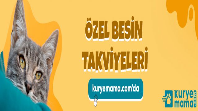 Köpek Bakım Ürünleri, Kedi Kafesleri İle Oyuncakları Kurye Mama Alışveriş Sitesinde