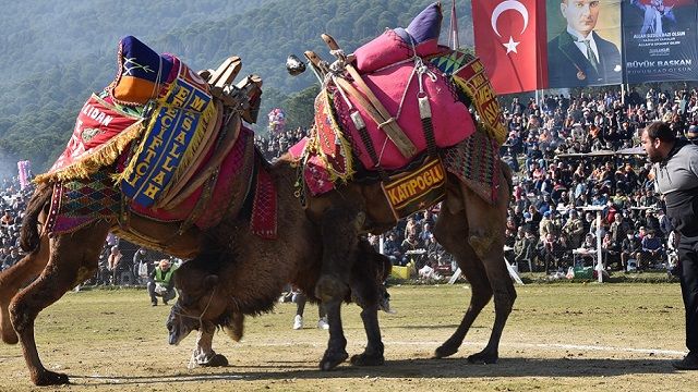 Bölgenin en büyük deve güreşi festivali Torbalı’da
