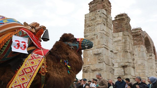 Selçuk Efes'te Deve Güreşleri festivali başladı...