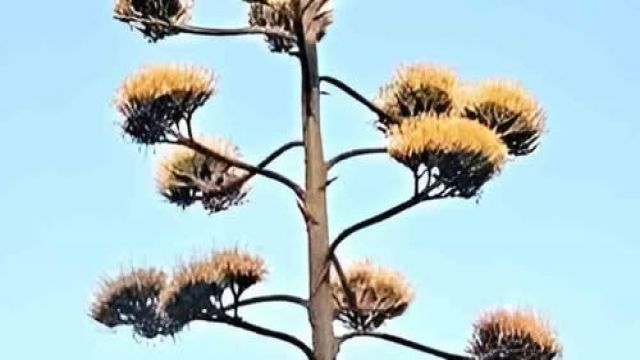 Agave 30 yıl sonra çiçek açtı!..