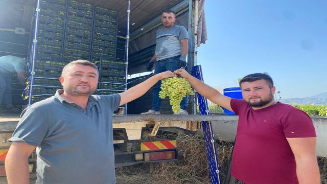 Alaşehir Ovasında Hasat Bereketi: Sultaniye Üzüm İhracatı Başladı