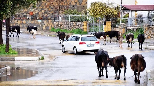 BU İNEKLERİN YOLUN ORTASINDA NE İŞİ VAR?