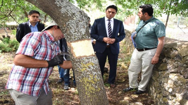 Aliağa'da menengiç ağaçlarına antepfıstığı aşılaması yapılıyor