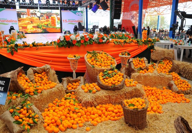 Mandalina şenliği başlıyor
