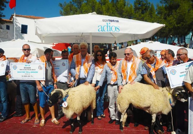 Çeşme'nin 'sakız güzelleri' yarıştı