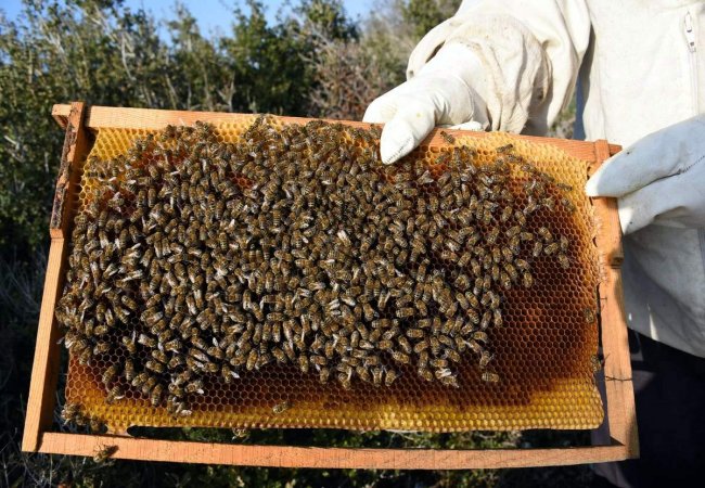 Aliağa'da arıcılık kursları başlıyor