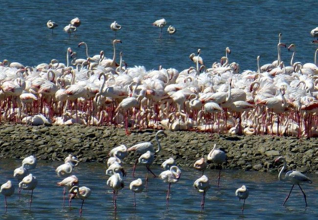 Flamingolar İzmir'de 7 bin 111 doğum yaptı