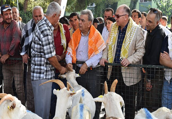 Koyun ve keçiler Büyükşehir’den