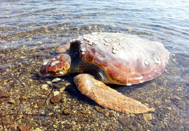 Ölü Caretta karaya vurdu