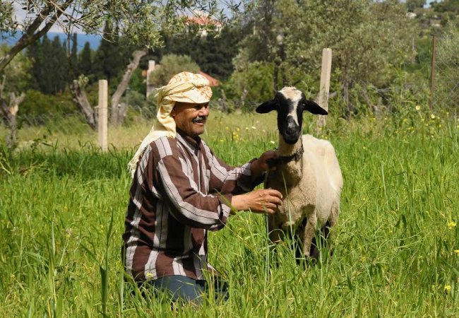 'Sakız güzelleri' Çeşme'de yarışacak