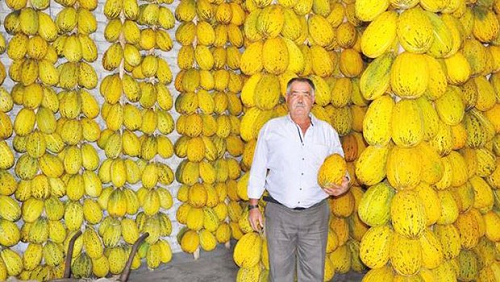 KIRKAĞAÇ KAVUNU ÜRETİCİNİN YÜZÜNÜ GÜLDÜRDÜ