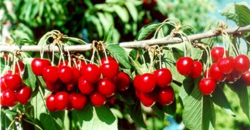 DOLU MEYVE AĞAÇLARINA ZARAR VERDİ