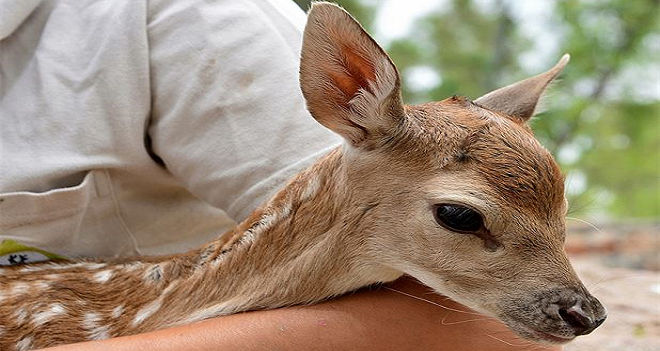 İZMİR DOĞAL YAŞAM PARKI'NIN EN YENİSİ BAMBİ...