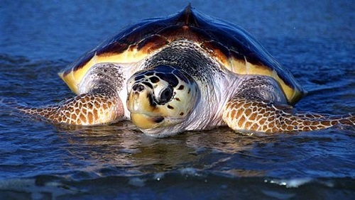 CARETTA HASTANESİNİ DALYANA YAPIN