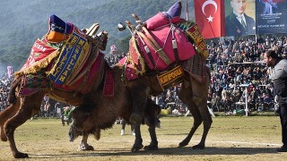 Deve güreşine büyük ilgi!..