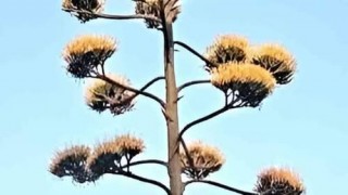 Agave 30 yıl sonra çiçek açtı!..