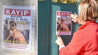 Kayıp köpeği bulana 50 bin TL. ödül verilecek...