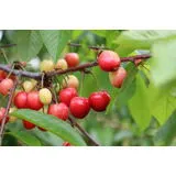 Kiraz hasreti bu sene bitiyor